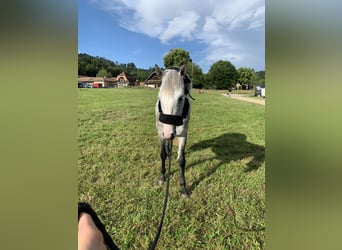 Duitse rijpony, Merrie, 5 Jaar, 146 cm, Appelschimmel