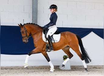 Duitse rijpony, Merrie, 5 Jaar, 146 cm, Bruin