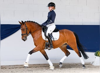 Duitse rijpony, Merrie, 5 Jaar, 146 cm, Bruin