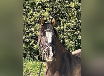 Duitse rijpony, Merrie, 5 Jaar, 146 cm