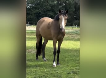 Duitse rijpony, Merrie, 5 Jaar, 146 cm, Falbe