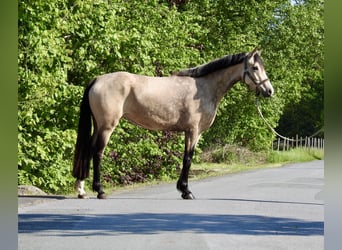 Duitse rijpony, Merrie, 5 Jaar, 146 cm, Falbe