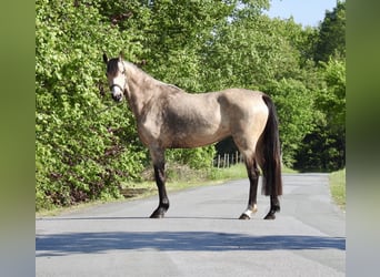 Duitse rijpony, Merrie, 5 Jaar, 146 cm, Falbe