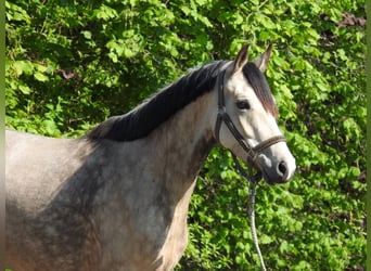 Duitse rijpony, Merrie, 5 Jaar, 146 cm, Falbe
