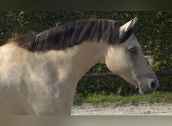 Duitse rijpony, Merrie, 5 Jaar, 146 cm, Falbe