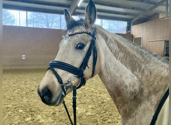 Duitse rijpony, Merrie, 5 Jaar, 146 cm, Falbe