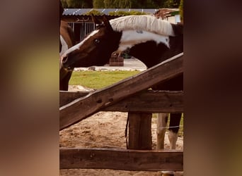 Duitse rijpony, Merrie, 5 Jaar, 146 cm, Gevlekt-paard