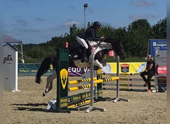 Duitse rijpony, Merrie, 5 Jaar, 146 cm, Gevlekt-paard