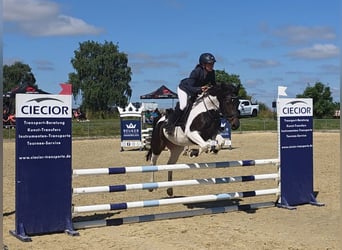 Duitse rijpony, Merrie, 5 Jaar, 146 cm, Gevlekt-paard