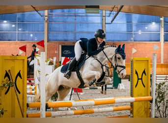 Duitse rijpony, Merrie, 5 Jaar, 146 cm, Gevlekt-paard