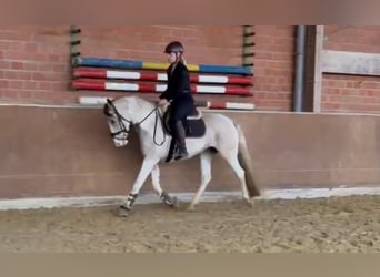 Duitse rijpony, Merrie, 5 Jaar, 146 cm, Gevlekt-paard