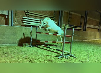 Duitse rijpony, Merrie, 5 Jaar, 146 cm, Gevlekt-paard