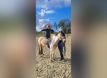 Duitse rijpony, Merrie, 5 Jaar, 146 cm, Tobiano-alle-kleuren