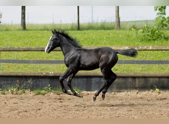 Duitse rijpony Mix, Merrie, 5 Jaar, 147 cm, Appelschimmel