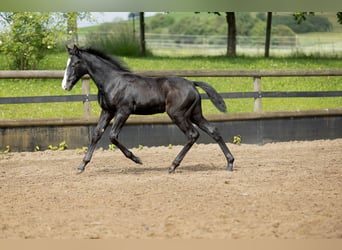 Duitse rijpony Mix, Merrie, 5 Jaar, 147 cm, Appelschimmel