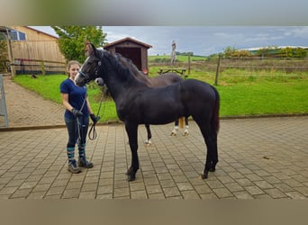 Duitse rijpony Mix, Merrie, 5 Jaar, 147 cm, Appelschimmel