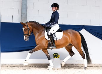 Duitse rijpony, Merrie, 5 Jaar, 147 cm, Bruin