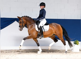 Duitse rijpony, Merrie, 5 Jaar, 147 cm, Bruin