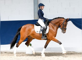Duitse rijpony, Merrie, 5 Jaar, 147 cm, Bruin