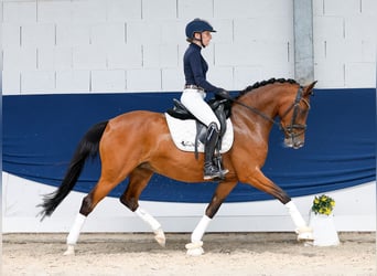 Duitse rijpony, Merrie, 5 Jaar, 147 cm, Bruin