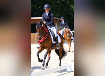 Duitse rijpony, Merrie, 5 Jaar, 147 cm, Bruin