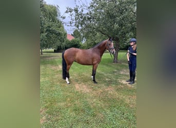Duitse rijpony, Merrie, 5 Jaar, 147 cm, Donkerbruin