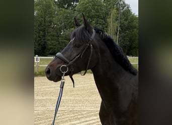 Duitse rijpony, Merrie, 5 Jaar, 147 cm, Donkerbruin