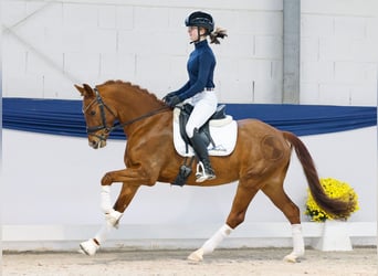 Duitse rijpony, Merrie, 5 Jaar, 147 cm, Donkere-vos