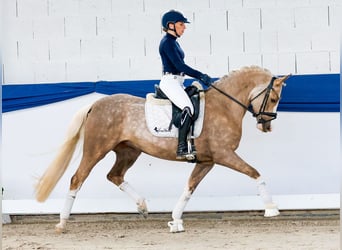 Duitse rijpony, Merrie, 5 Jaar, 147 cm, Palomino