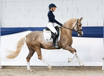 Duitse rijpony, Merrie, 5 Jaar, 147 cm, Palomino