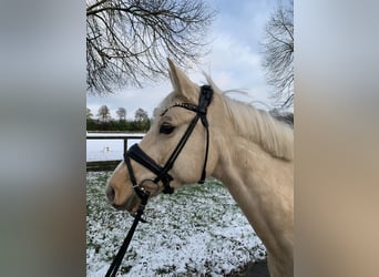 Duitse rijpony, Merrie, 5 Jaar, 147 cm, Palomino