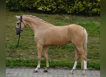 Duitse rijpony, Merrie, 5 Jaar, 147 cm, Palomino