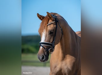 Duitse rijpony, Merrie, 5 Jaar, 147 cm, Red Dun