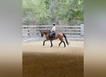 Duitse rijpony, Merrie, 5 Jaar, 147 cm, Roodbruin
