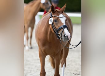 Duitse rijpony, Merrie, 5 Jaar, 147 cm, Vos