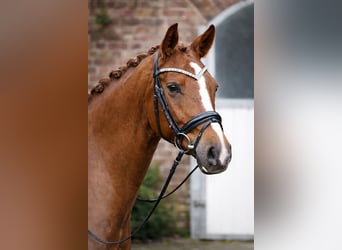 Duitse rijpony, Merrie, 5 Jaar, 147 cm, Vos