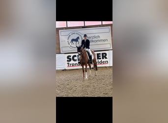 Duitse rijpony, Merrie, 5 Jaar, 147 cm, Vos