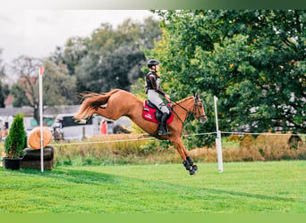 Duitse rijpony, Merrie, 5 Jaar, 147 cm, Vos