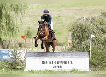 Duitse rijpony, Merrie, 5 Jaar, 147 cm, Vos
