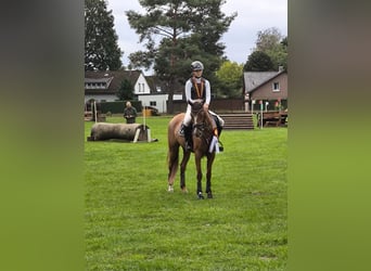 Duitse rijpony, Merrie, 5 Jaar, 147 cm, Vos