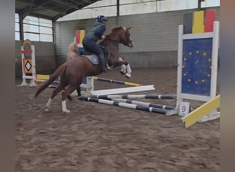 Duitse rijpony, Merrie, 5 Jaar, 147 cm, Vos