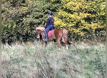 Duitse rijpony, Merrie, 5 Jaar, 147 cm, Vos