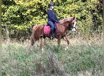 Duitse rijpony, Merrie, 5 Jaar, 147 cm, Vos
