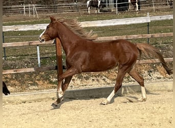 Duitse rijpony, Merrie, 5 Jaar, 147 cm, Vos