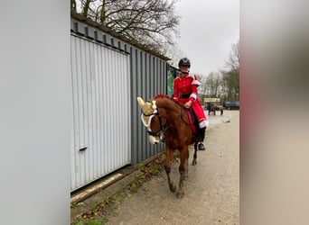 Duitse rijpony, Merrie, 5 Jaar, 147 cm, Vos