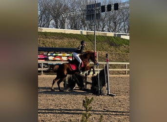 Duitse rijpony, Merrie, 5 Jaar, 147 cm, Vos