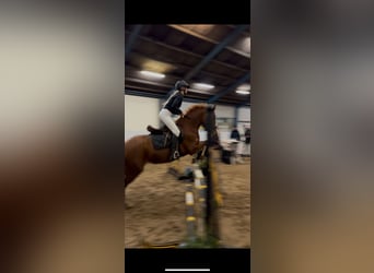 Duitse rijpony, Merrie, 5 Jaar, 147 cm, Vos