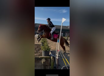 Duitse rijpony, Merrie, 5 Jaar, 147 cm, Vos