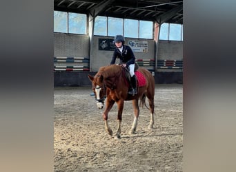 Duitse rijpony, Merrie, 5 Jaar, 147 cm, Vos