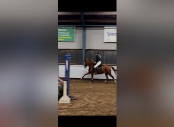 Duitse rijpony, Merrie, 5 Jaar, 147 cm, Vos